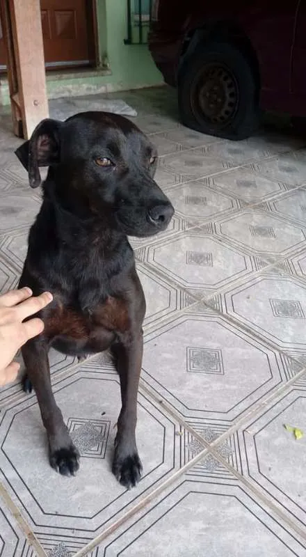 Cachorro raça Sem raça definida idade 2 anos nome Sem nome
