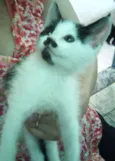 Nenê