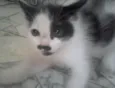 Nenê