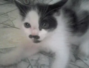 Gato raça SRD idade Abaixo de 2 meses nome Nenê