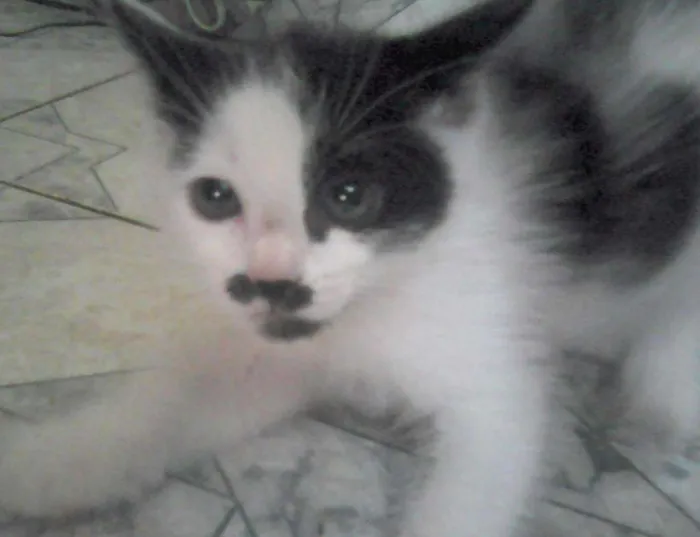 Gato ra a SRD idade Abaixo de 2 meses nome Nenê