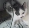 Nenê