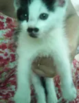 Nenê