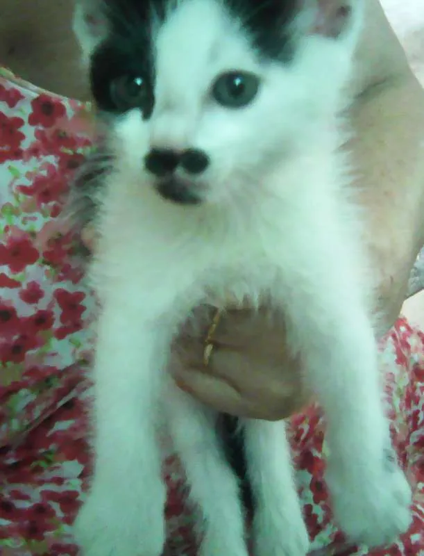 Gato ra a SRD idade Abaixo de 2 meses nome Nenê