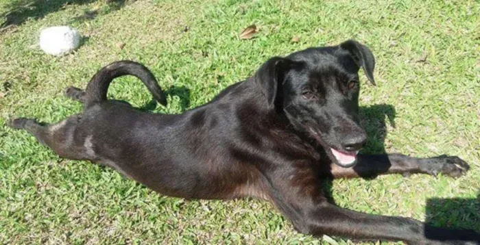 Cachorro ra a  idade 4 anos nome Thor