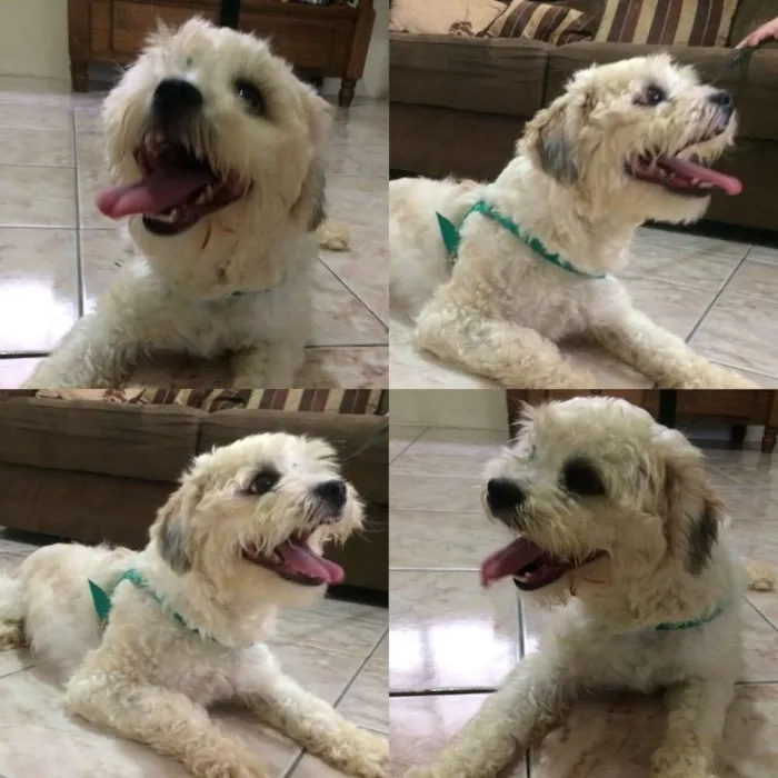 Cachorro ra a Lhasa Apso idade 1 ano nome Fred
