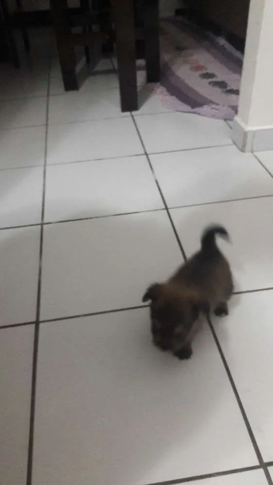 Cachorro ra a  idade 2 a 6 meses nome A definir