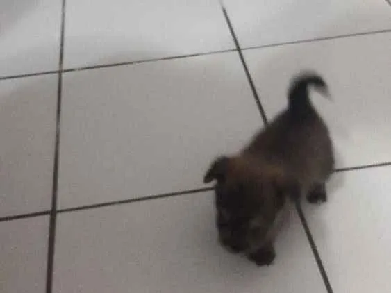 Cachorro ra a  idade 2 a 6 meses nome A definir