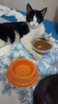 Gatinho 