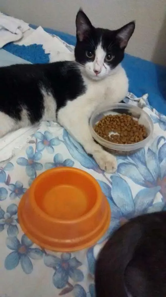 Gato ra a Srd idade 1 ano nome Gatinho 