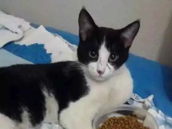 Gato ra a Srd idade 1 ano nome Gatinho 