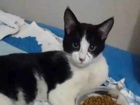 Gato ra a Srd idade 1 ano nome Gatinho 