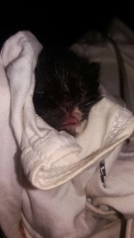 Gato raça Sem raça definida idade Abaixo de 2 meses nome Sem nome ainda