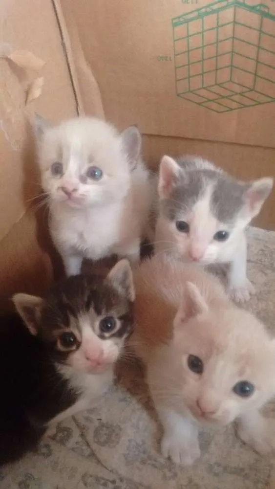 Gato raça Indefinida idade Abaixo de 2 meses nome Filhotinhos