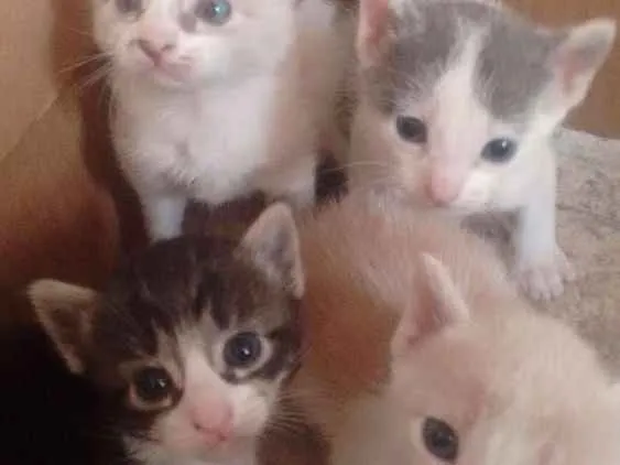 Gato raça Indefinida idade Abaixo de 2 meses nome Filhotinhos