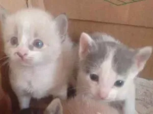 Gato raça Indefinida idade Abaixo de 2 meses nome Filhotinhos