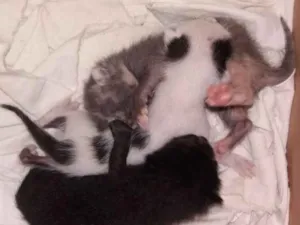 Gato raça Sem raça definida idade Abaixo de 2 meses nome Sem nome ainda