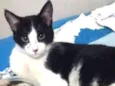 Gatinho 