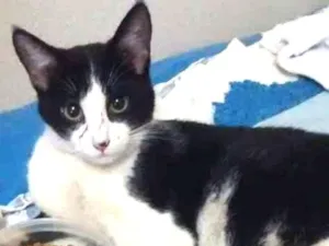 Gato raça Srd idade 1 ano nome Gatinho 