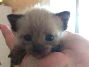 Gato raça Sem raça idade Abaixo de 2 meses nome Sem nome