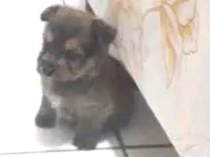 Cachorro ra a  idade 2 a 6 meses nome A definir