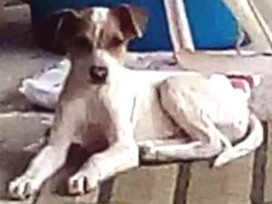 Cachorro raça SRD  idade 2 a 6 meses nome Diego