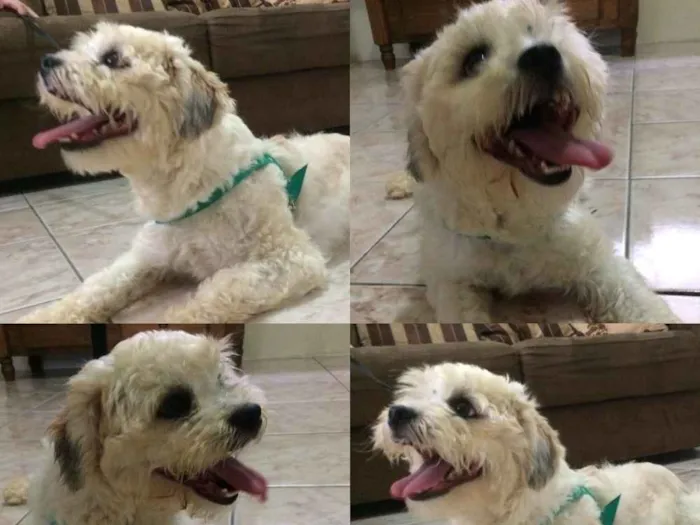 Cachorro ra a Lhasa Apso idade 1 ano nome Fred
