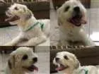 Cachorro raça Lhasa Apso idade 1 ano nome Fred