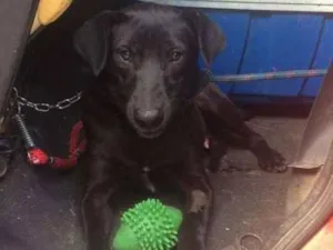 Cachorro raça  idade 4 anos nome Thor