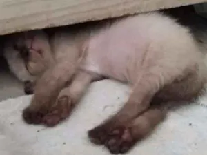 Gato raça  idade 2 a 6 meses nome Miau