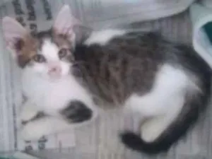 Gato raça Srd idade 2 a 6 meses nome Mia