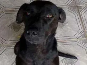 Cachorro raça Sem raça definida idade 2 anos nome Sem nome