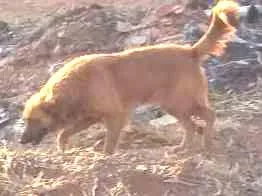 Cachorro ra a Comuns. idade 1 ano nome Cães 