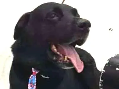 Cachorro ra a Labrador idade 4 anos nome Negão