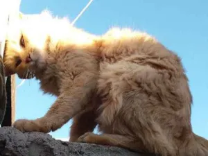 Gato raça Comum mestiça. idade 2 anos nome Felino.