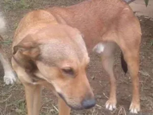 Cachorro raça SRD idade 2 anos nome BILY GRATIFICA