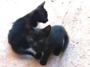 Gato raça Felina. idade  nome Felina.