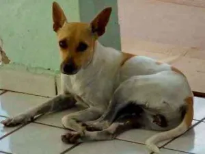 Cachorro raça Nenhuma idade 3 anos nome Clara