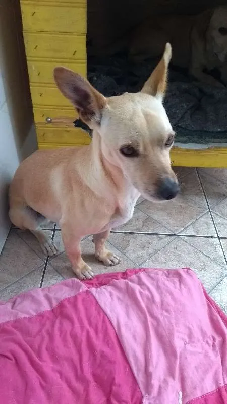 Cachorro raça SRD idade 5 anos nome Bob e Nina 