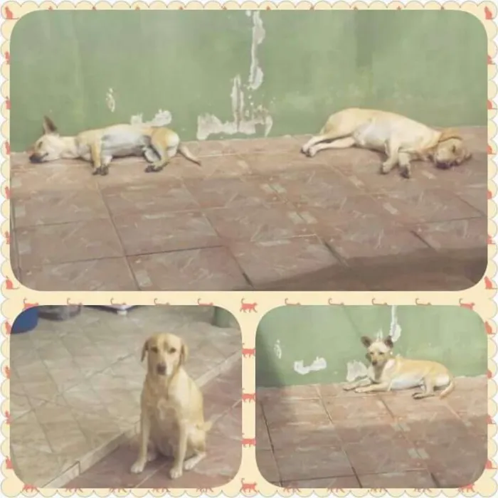 Cachorro raça SRD idade 5 anos nome Bob e Nina 