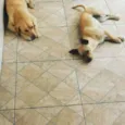 Bob e Nina 