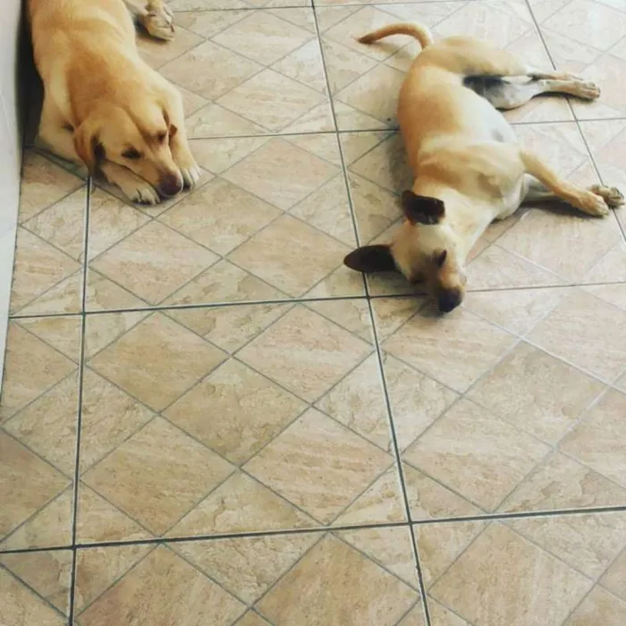 Cachorro raça SRD idade 5 anos nome Bob e Nina 