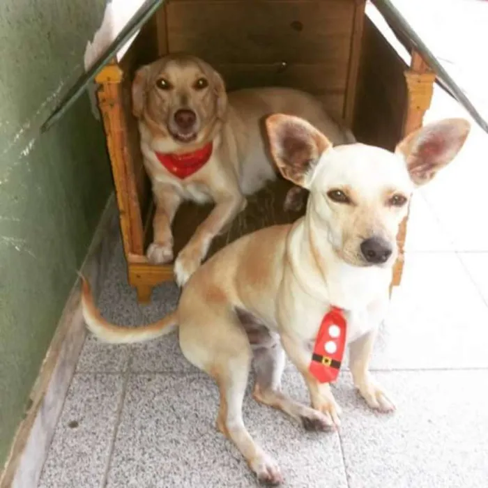Cachorro raça SRD idade 5 anos nome Bob e Nina 