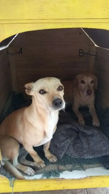 Cachorro raça SRD idade 5 anos nome Bob e Nina 