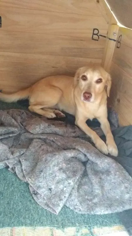 Cachorro raça SRD idade 5 anos nome Bob e Nina 