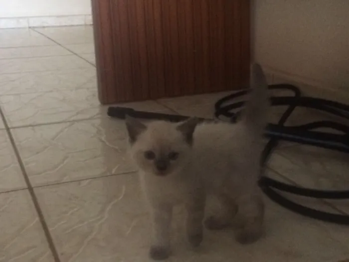 Gato ra a Gato de pelo curto americano  idade 2 a 6 meses nome Sem nome 