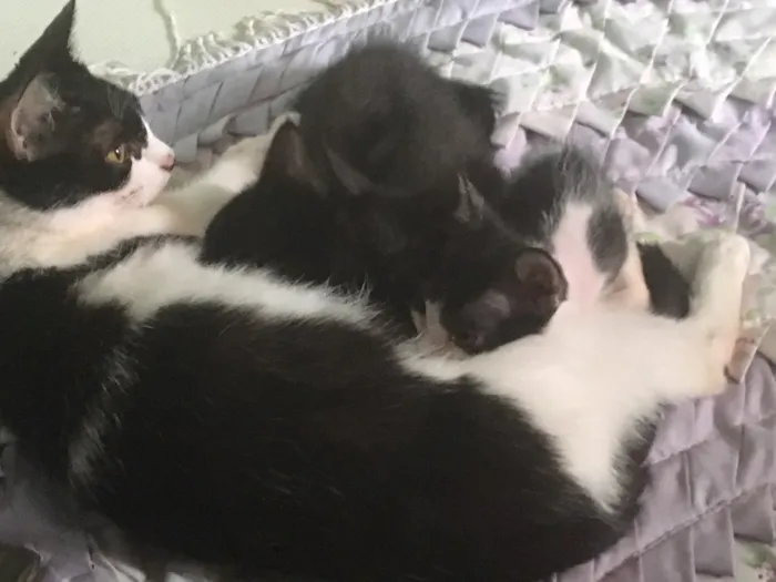 Gato ra a Gato de pelo curto americano  idade 2 a 6 meses nome Sem nome 