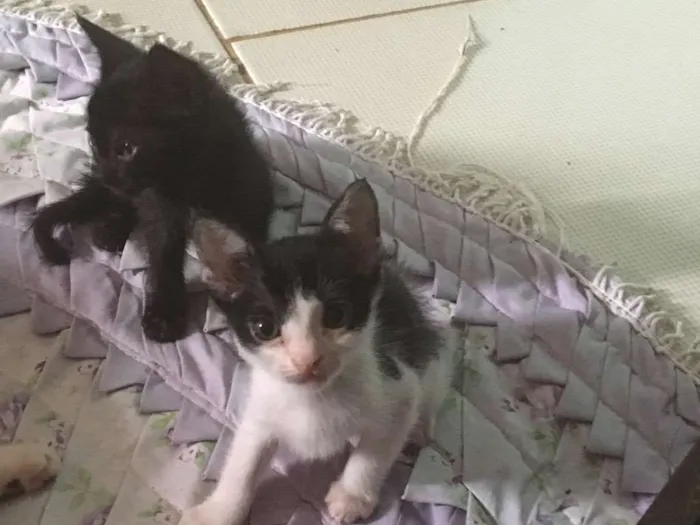Gato ra a Gato de pelo curto americano  idade 2 a 6 meses nome Sem nome 