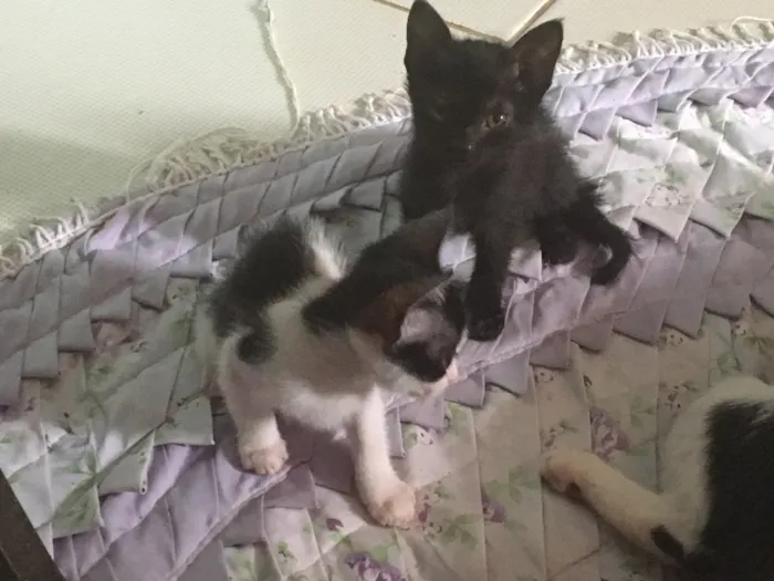 Gato ra a Gato de pelo curto americano  idade 2 a 6 meses nome Sem nome 