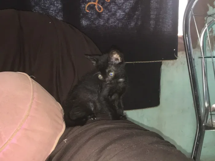 Gato ra a Gato de pelo curto americano  idade 2 a 6 meses nome Sem nome 